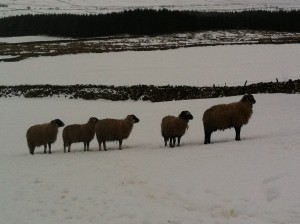 whernside and clara in wales feb 2013 (14)