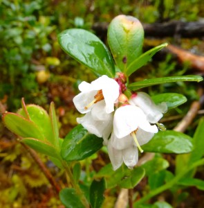 Cowberry