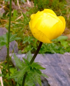 Globeflower