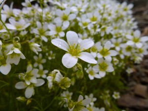 Mossy saxifrage