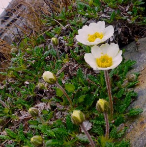 Mountain avens