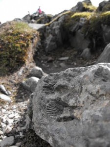 fossil on Snowdon