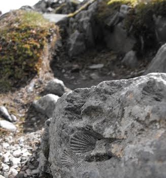 Fossils on Snowdon