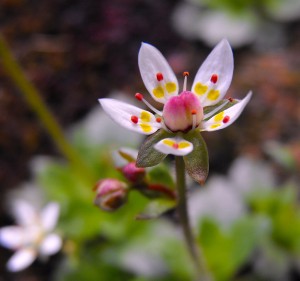 starrysaxifrage