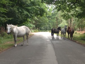 new forest 1