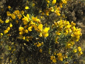 Gorse 1