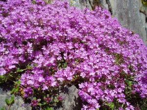 Wild thyme