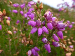 bell heather copy