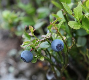 bilberry