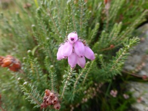 cross-leaved heather1 - Copy