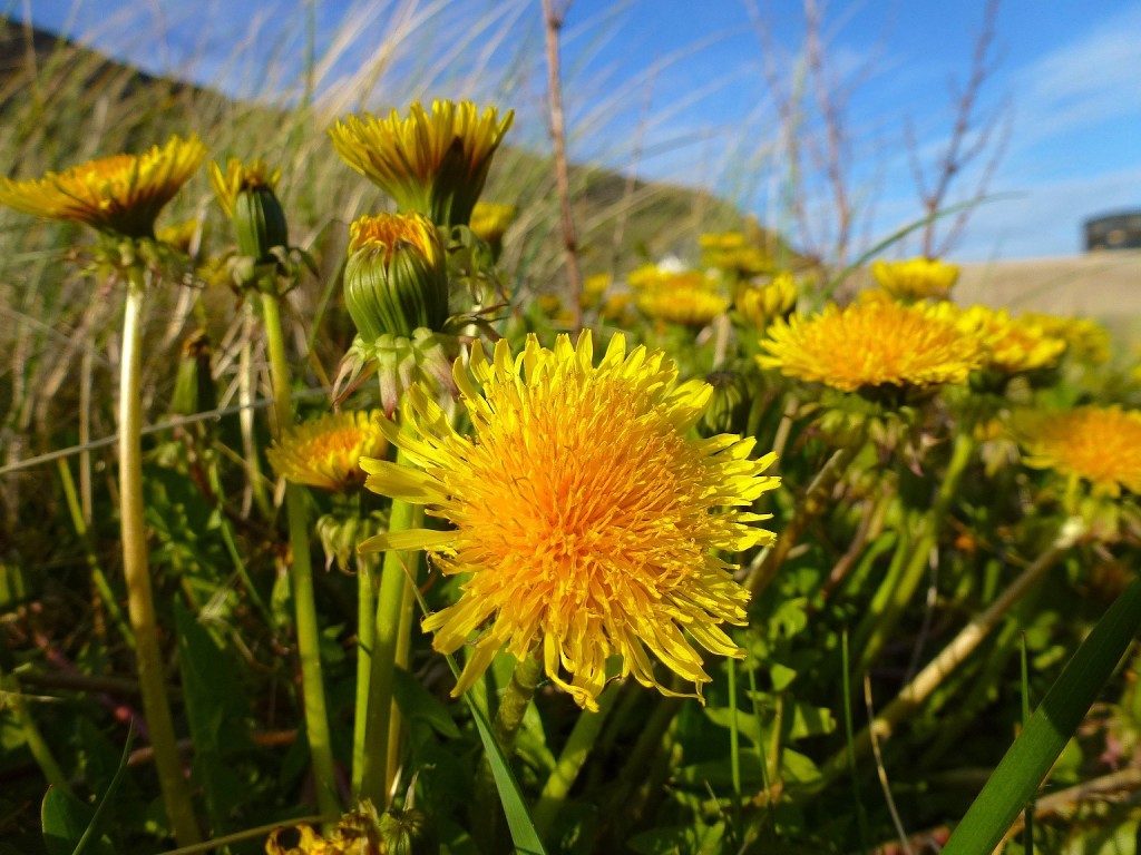 Dandelion