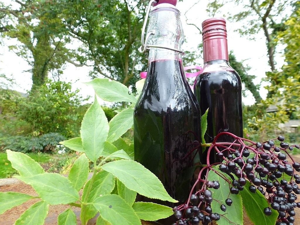 Elderberry syrup