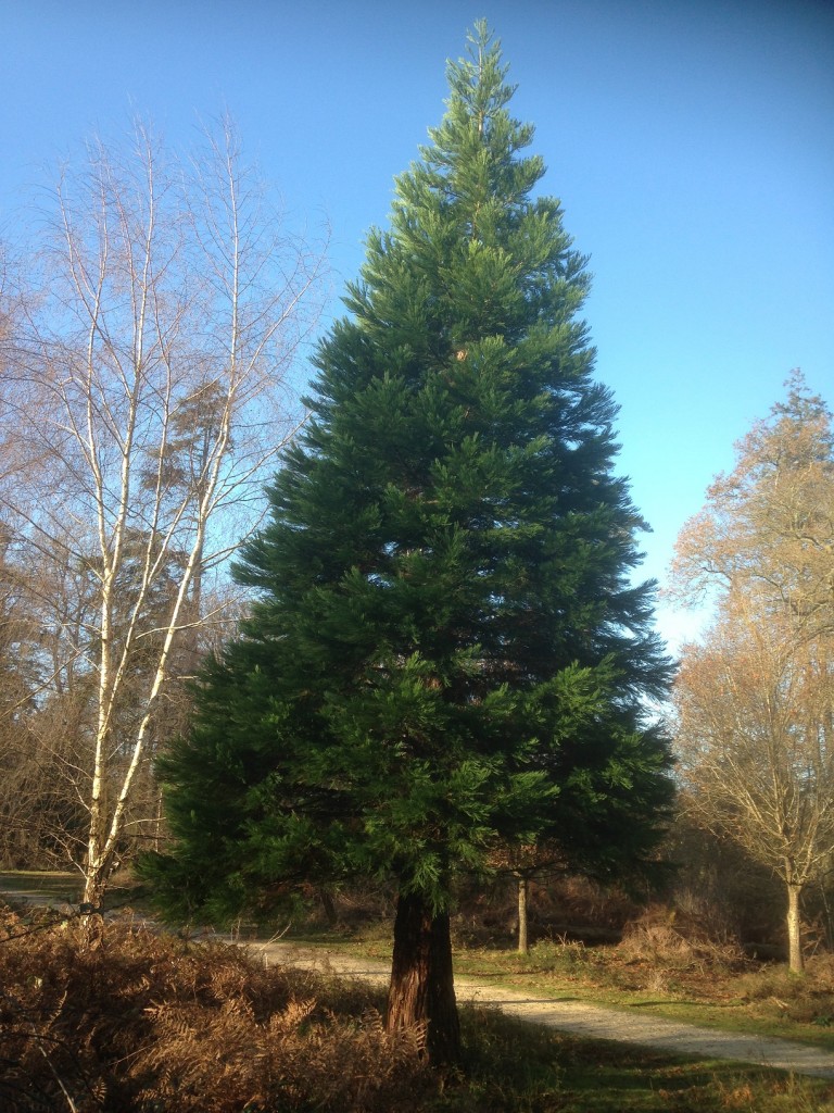 Christmas trees The difference between firs, spruces and pines