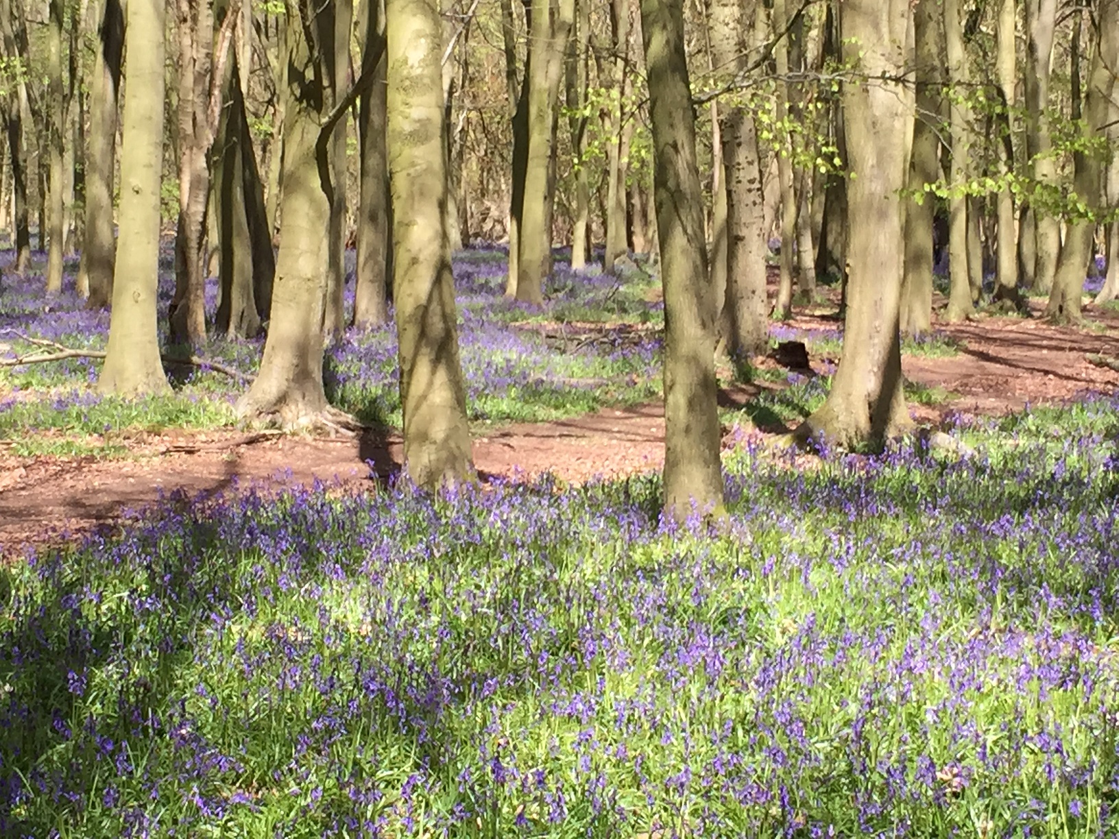 Bluebells at Ashridge – a sight worth seeing - beautiful journeys