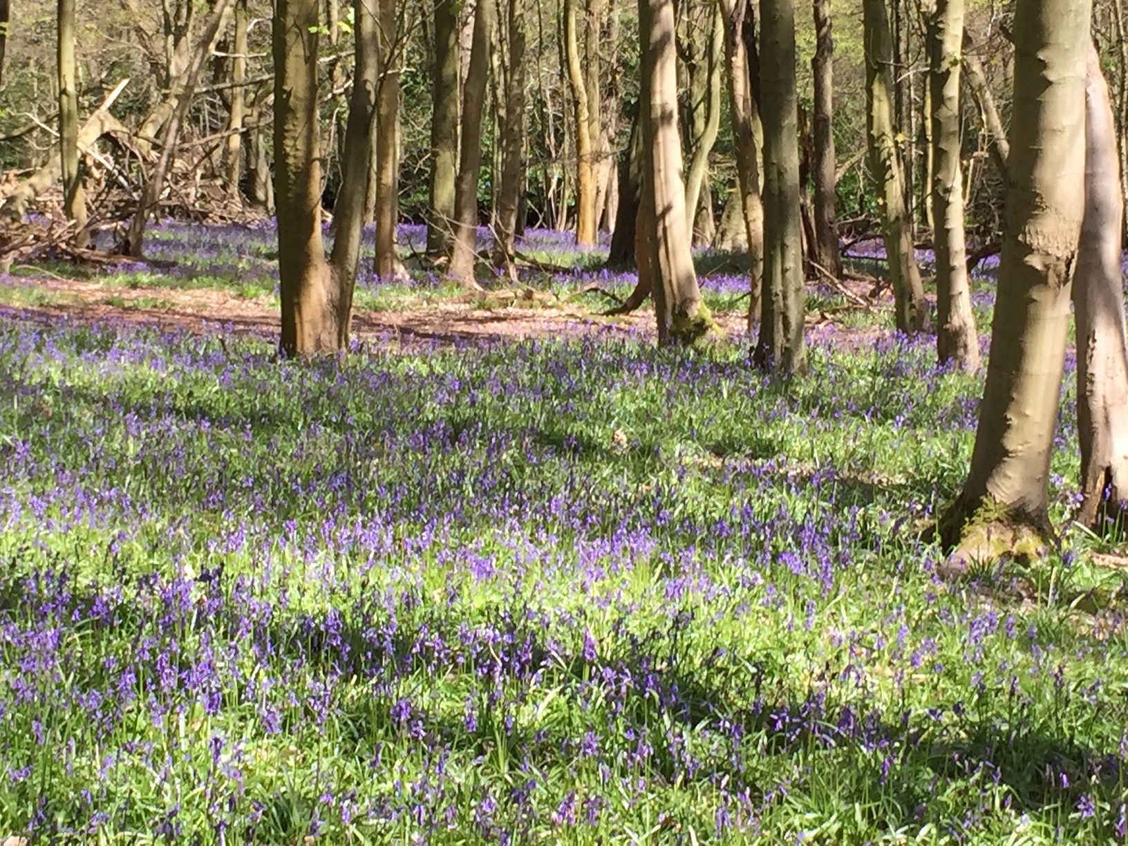 Bluebells at Ashridge – a sight worth seeing - beautiful journeys