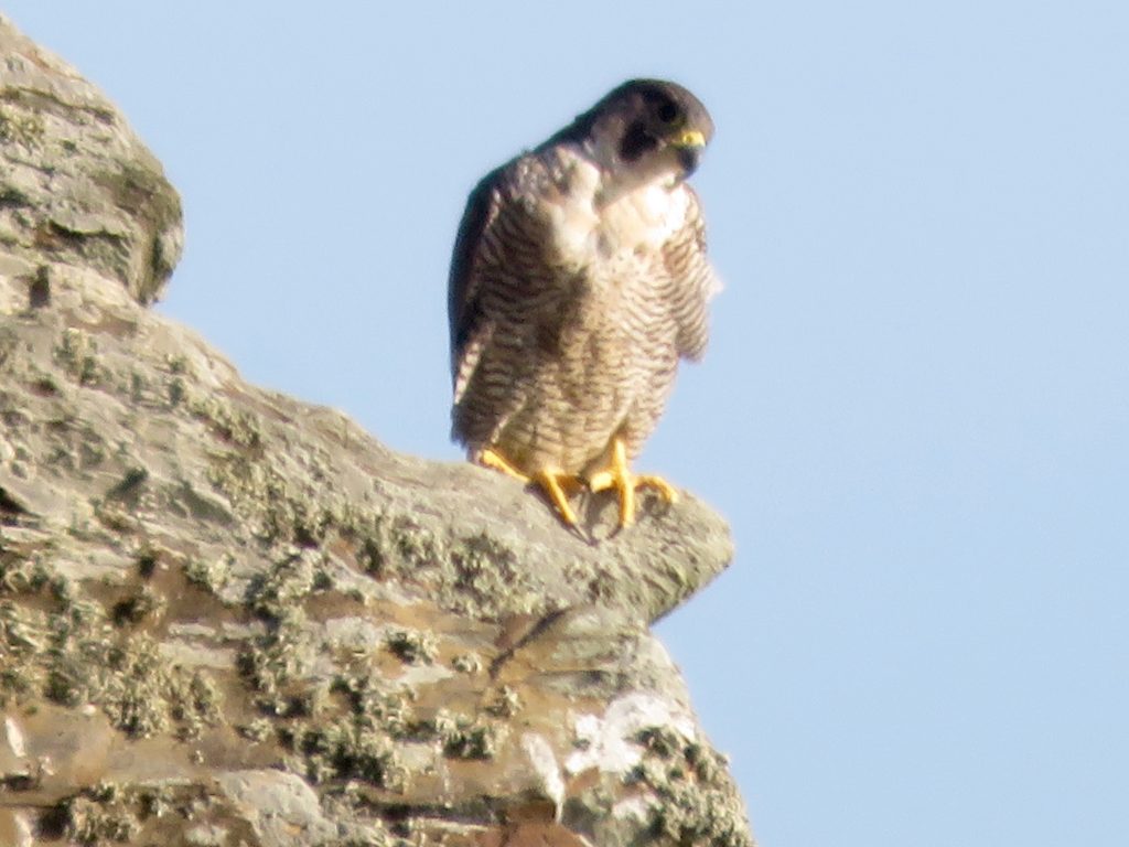 peregrine