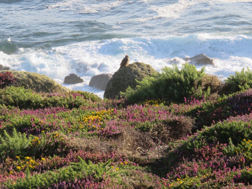 sennen