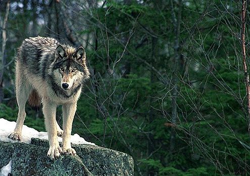 Are wolves coming back to Scotland?