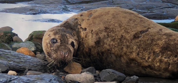 Seal gazing on the North Yorkshire Coast