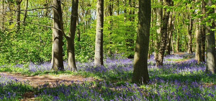 Three beauty spots with stunning Bluebell displays near Rugby this Spring