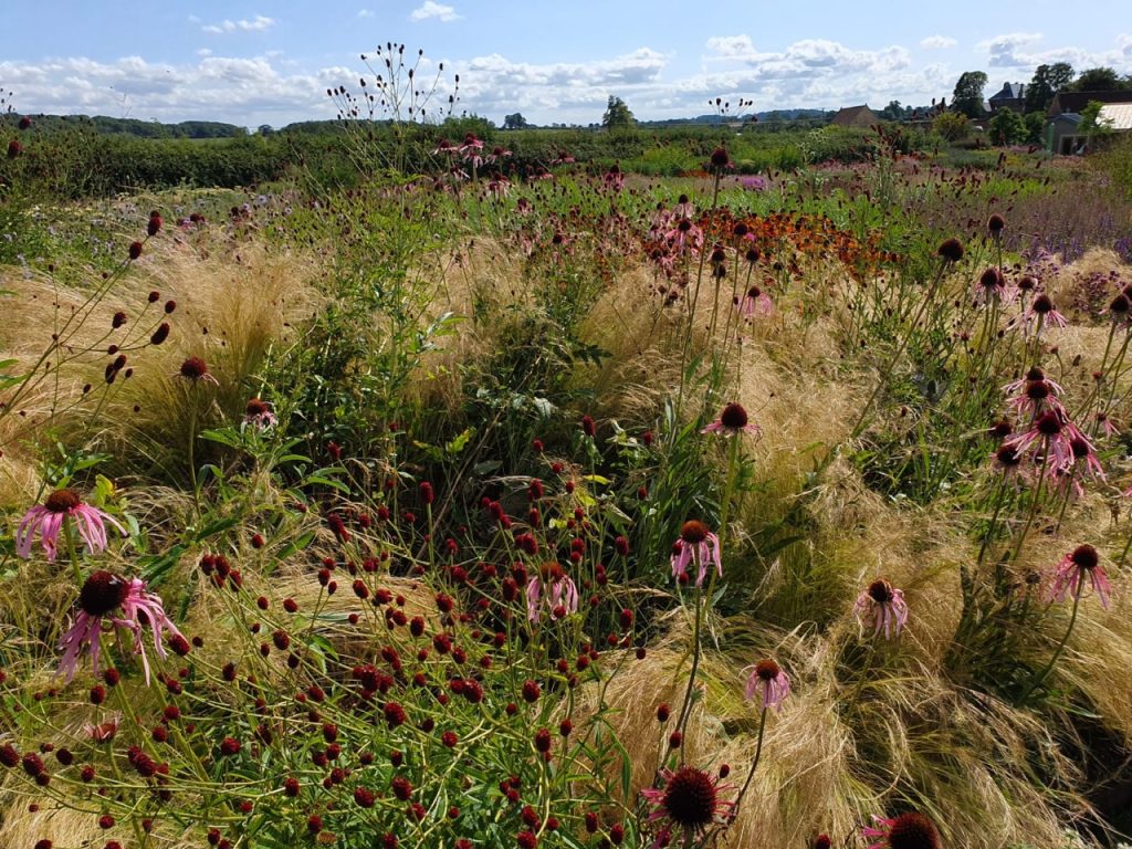  Piet Oudolf garden
