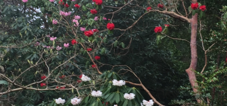 Spring colour at Bodnant Gardens