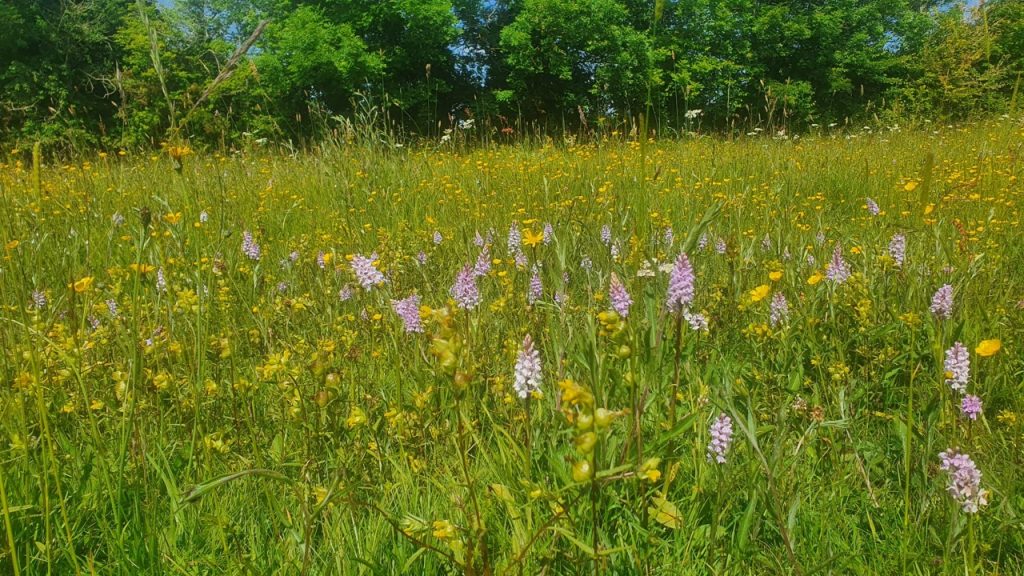 Common spotted orchid buttercup