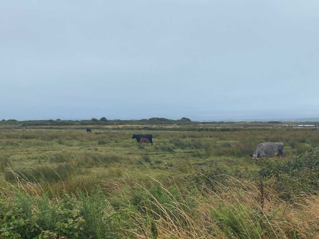 Lymington-Keyhaven nature reserve