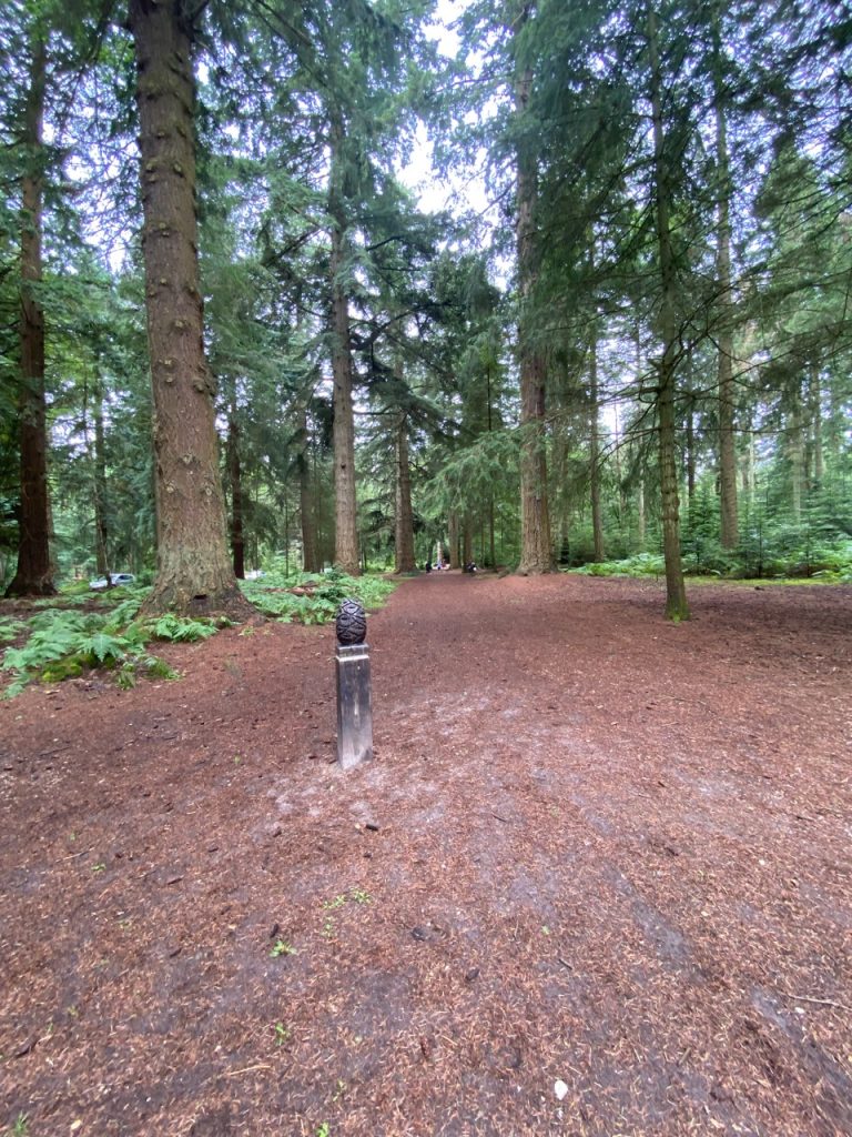 Tall Trees Trail in the New Forest