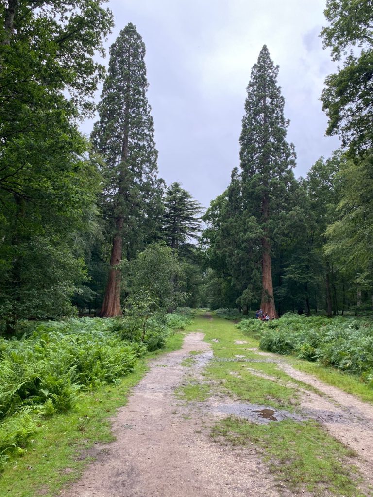 Tall Trees Trail in the New Forest
