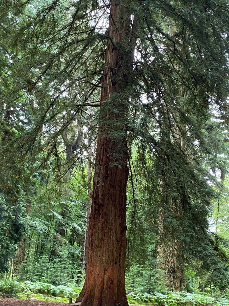 Tall Trees Trail in the New Forest