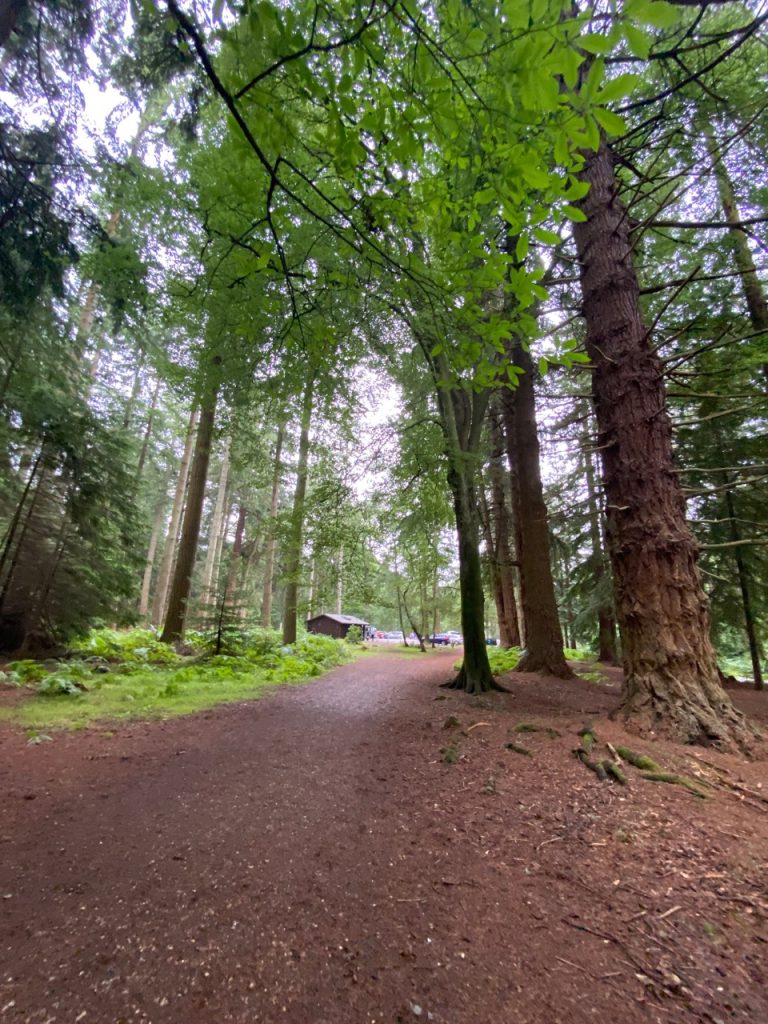 Tall Trees Trail in the New Forest