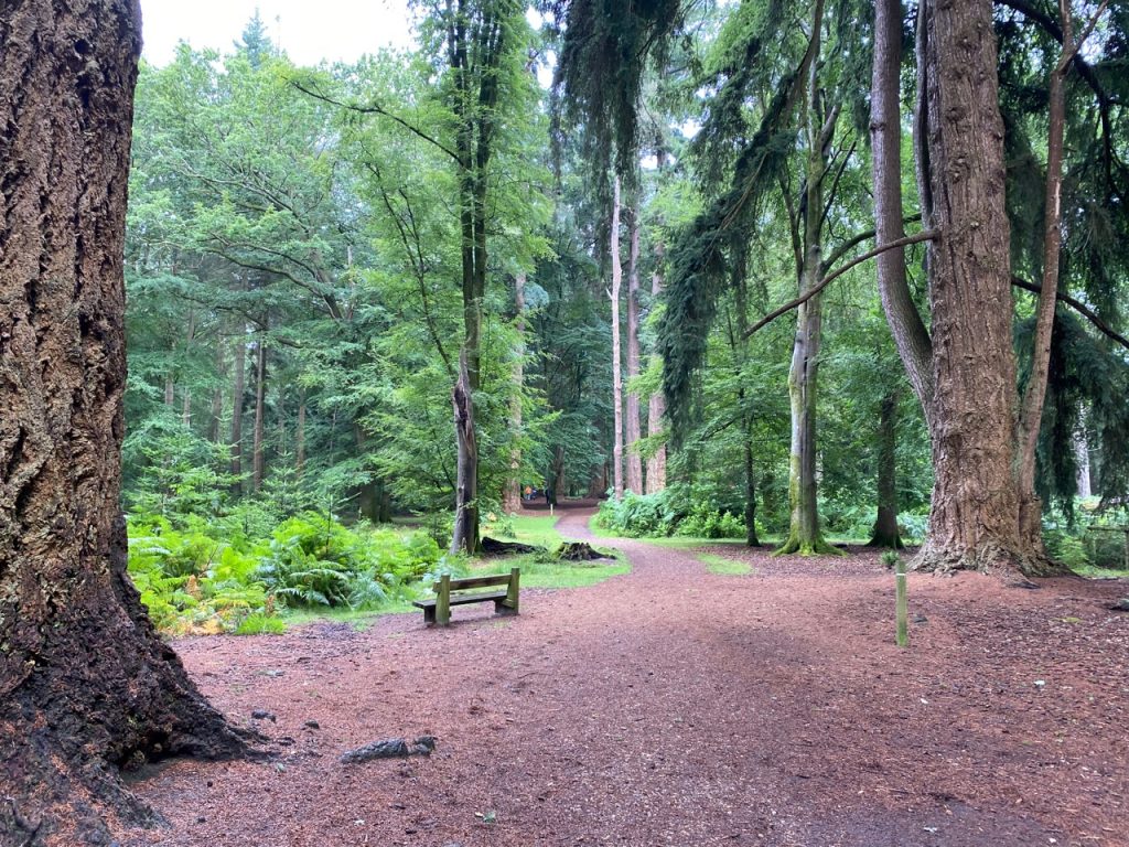 Tall Trees Trail in the New Forest