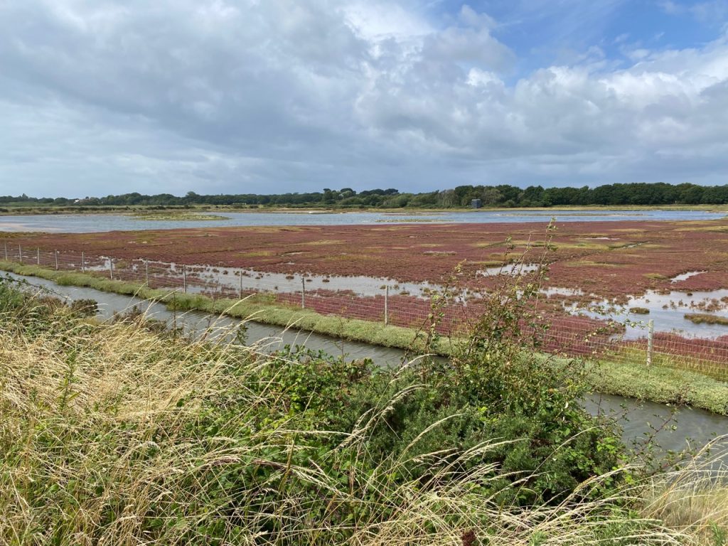 Lymington-Keyhaven nature reserve