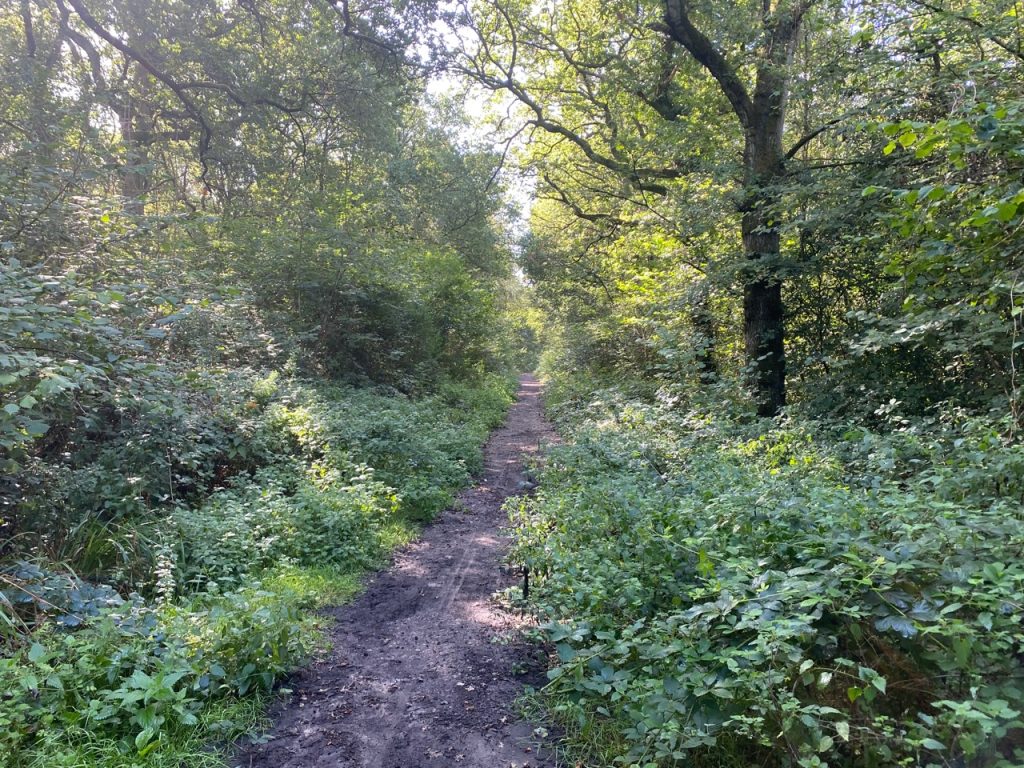 Binley Wood