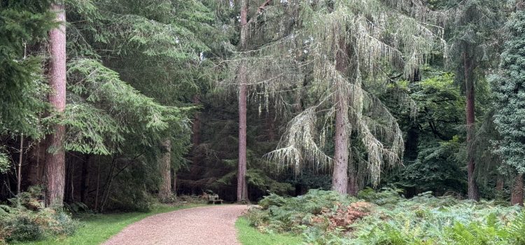 A walk around the Wilverley Inclosure in the New Forest National Park