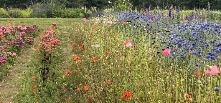 The Southwold Flower Farm