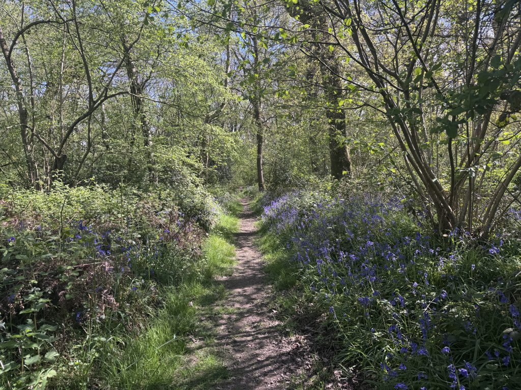 Bubbenhall wood