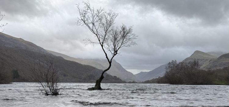 The Lone Tree of Llyn Padarn in winter
