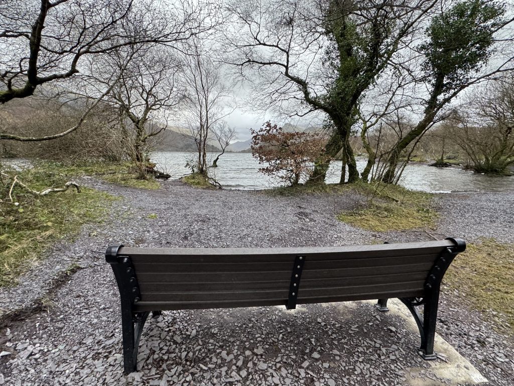 Lone Tree of Llyn Padarn