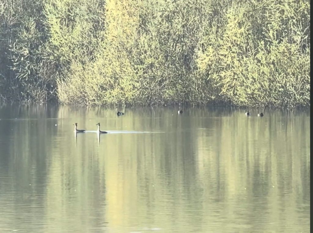 Great Crested Grebes