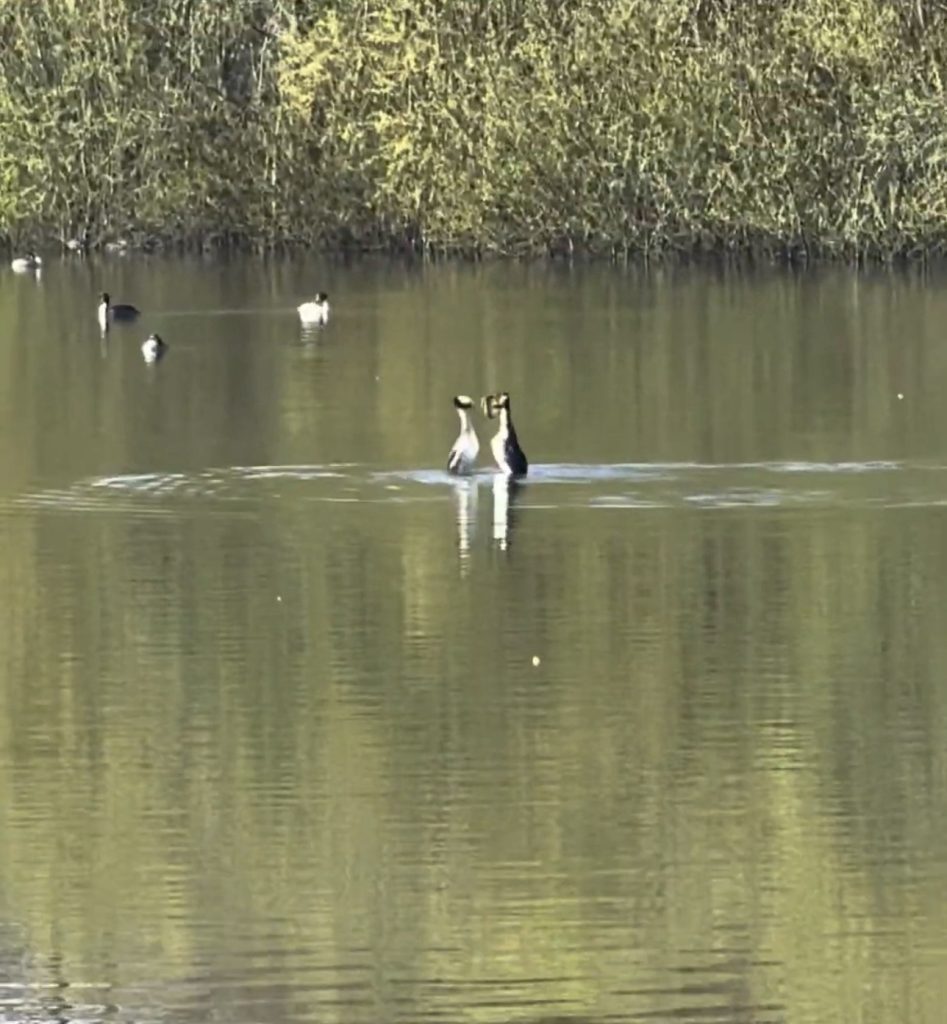 Great Crested Grebes