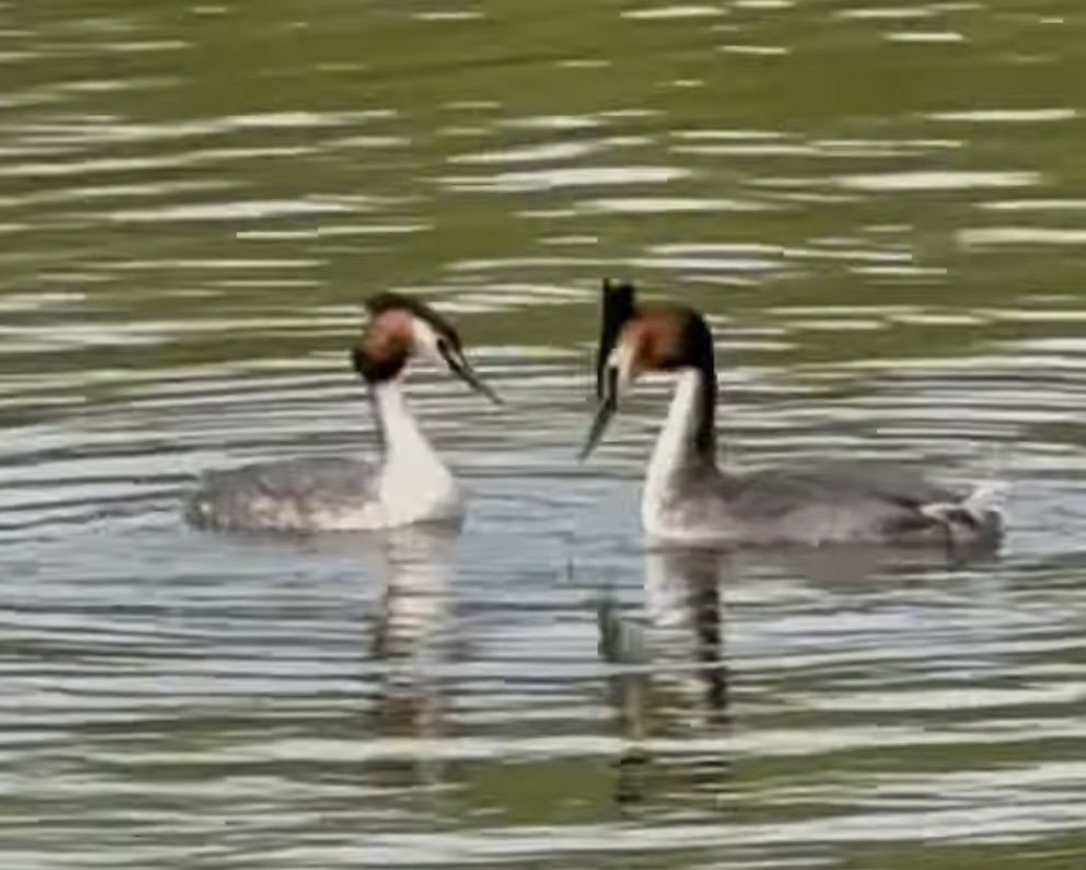 Great Crested Grebes