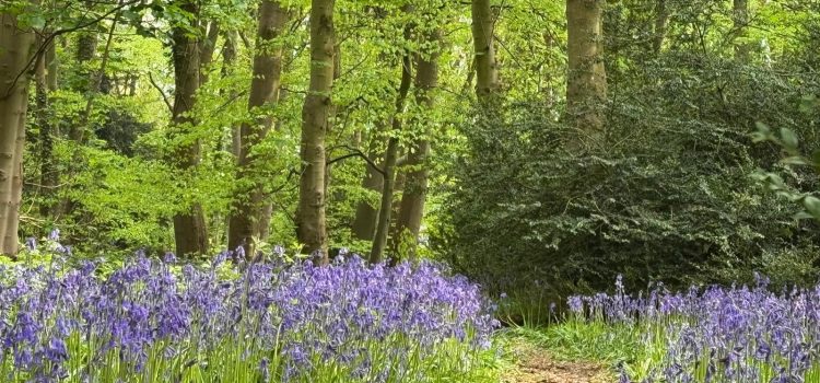 Three stunning bluebell woods near Rugby Three stunning bluebell woods near Rugby